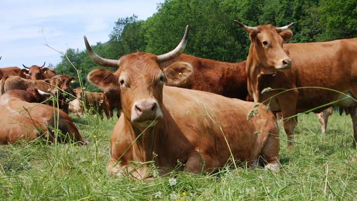tiere_pic2
