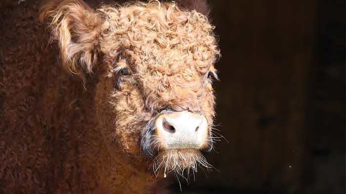 tiere_pic4